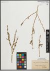 Foto von Salix purpurea L.